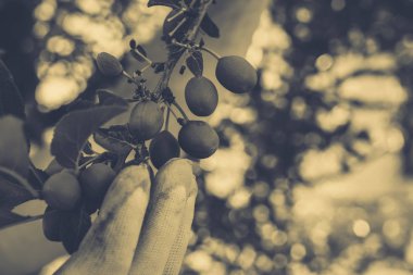 Bahçe Kur ve Sebze Bahçesi