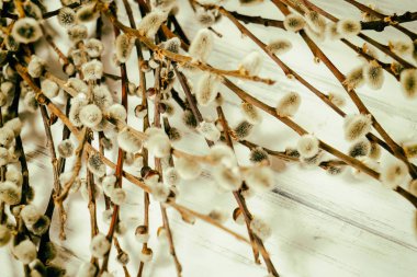 Beyaz bir arka planda söğüt dalları