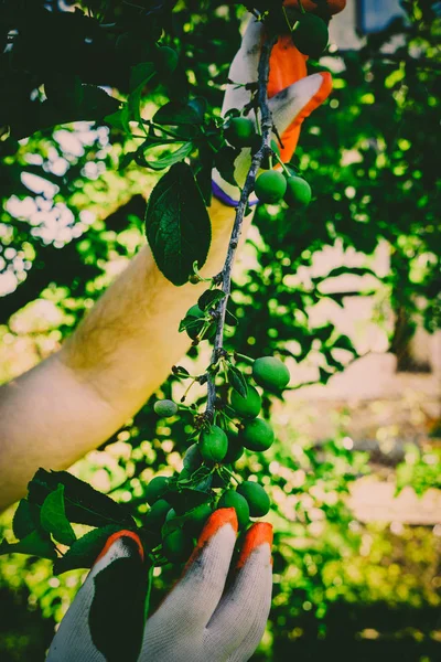 Taman dan kebun sayur. — Stok Foto