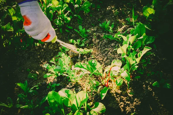 Das Konzept der Gartenarbeit — Stockfoto