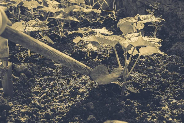 Groenten verbouwen in de tuin — Stockfoto