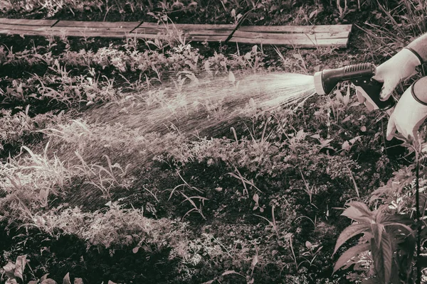 Riego de verduras en el jardín — Foto de Stock