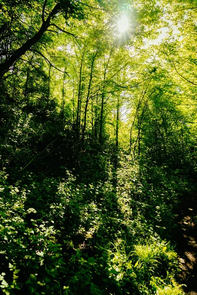 Magnífica naturaleza, hermosos bosques y prados —  Fotos de Stock