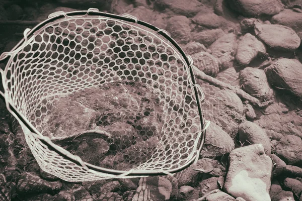 Trucha capturada por un pescador — Foto de Stock