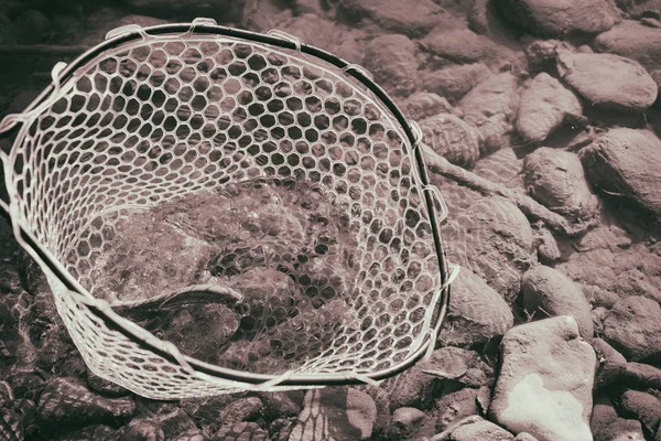 Truta capturada por um pescador — Fotografia de Stock