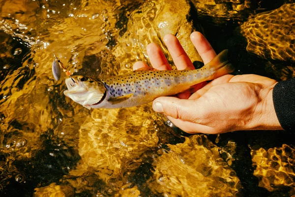 Pesca da truta em um rio de montanha — Fotografia de Stock