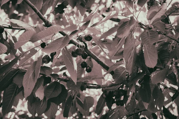 Schöner Garten auf dem Land — Stockfoto