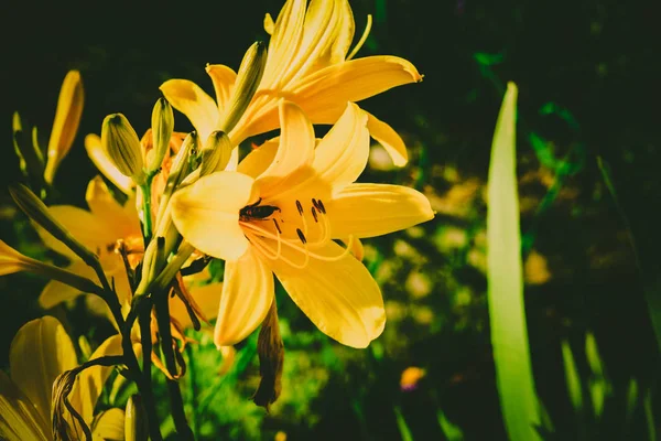 Vacker sommarträdgård och blommor — Stockfoto