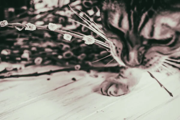 Katze auf einem hölzernen Hintergrund. Weiden — Stockfoto