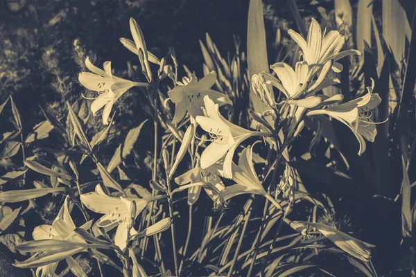 Beau jardin d'été et fleurs — Photo