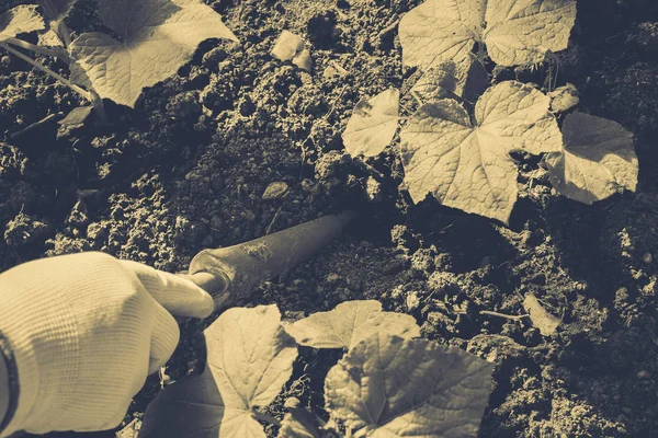 Cultivo de verduras, cuidado das camas — Fotografia de Stock