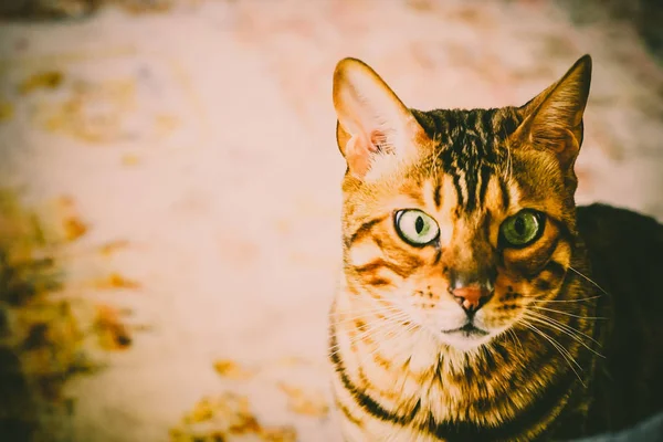 Güzel Bengal kedisi