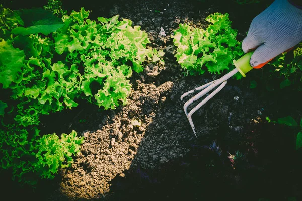 Gartenarbeit, Unkraut jäten. Gartenarbeit. — Stockfoto