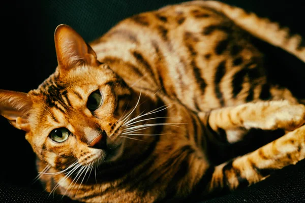 Bengalkatze spielt auf dem Sessel — Stockfoto