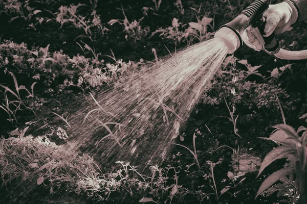 Gartenbewässerung — Stockfoto