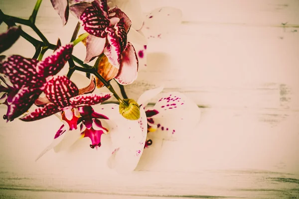 Orchids on a wooden background