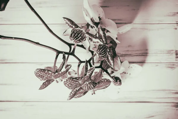 Hermosas flores sobre un fondo blanco de madera — Foto de Stock