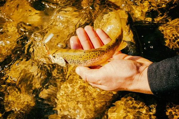 Forellenfischen in einem Gebirgsfluss — Stockfoto