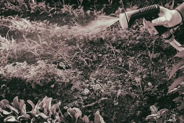 Gemüse im Garten gießen — Stockfoto