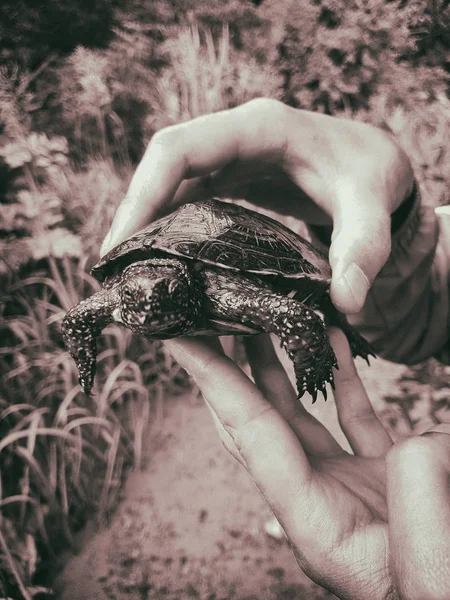 Χελώνα Marsh στα χέρια — Φωτογραφία Αρχείου
