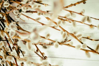 Beyaz bir arka planda söğüt dalları