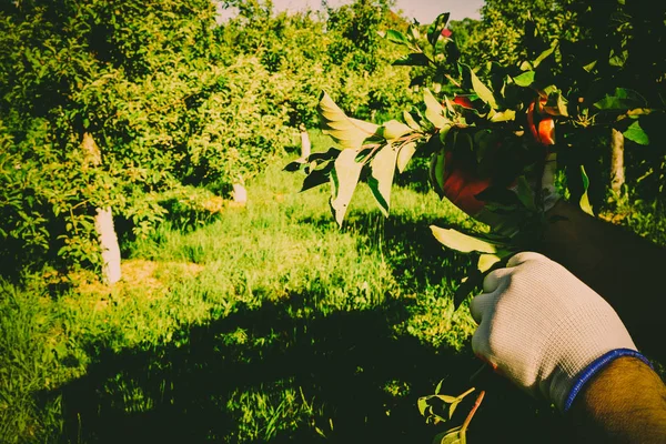 Cortejando el jardín y el huerto — Foto de Stock