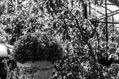 Kopenhag 'daki güzel park ve bahçe. Çekim