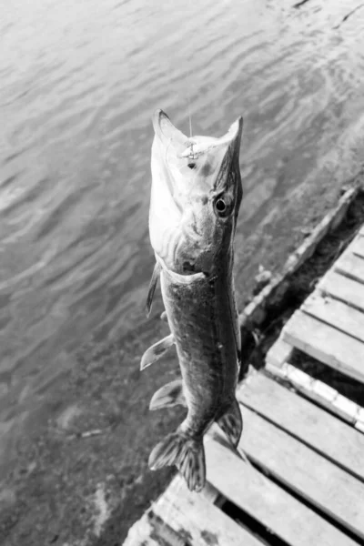 Pesca Descanso Rural Contexto Sobre Tema Recreación — Foto de Stock