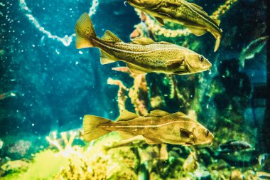 Balık yosunlarının güzel sualtı dünyası