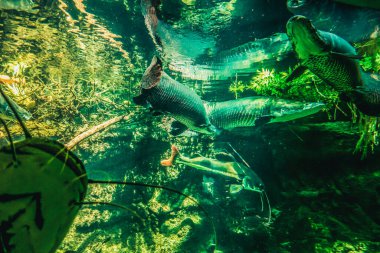 Balık yosunlarının güzel sualtı dünyası