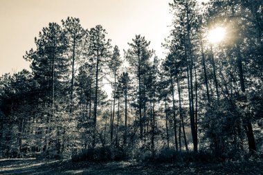 Güzel bir tarihi parkta muhteşem bir sonbahar.