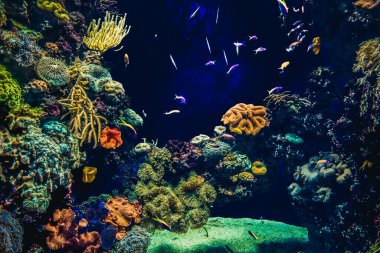 Balık yosunlarının güzel sualtı dünyası