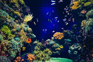 Balık yosunlarının güzel sualtı dünyası