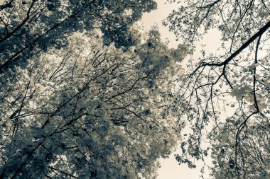 Güzel bir tarihi parkta muhteşem bir sonbahar.