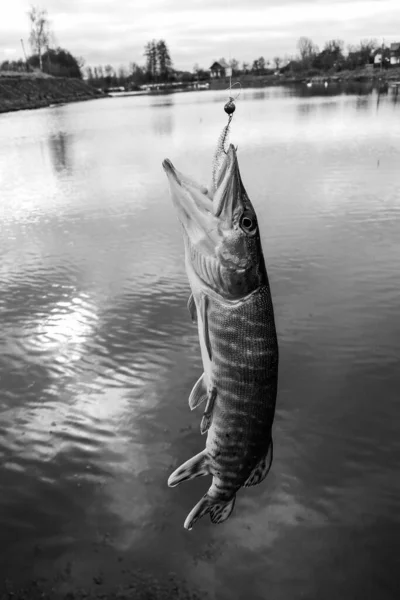 Pesca Del Luccio Sul Lago — Foto Stock