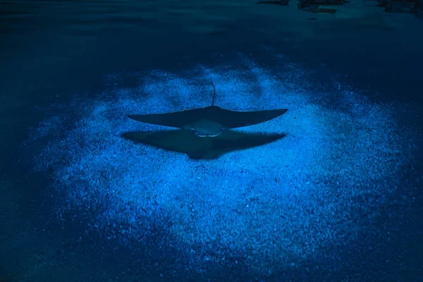 Hermoso Mundo Submarino Peces Algas Marinas — Foto de Stock