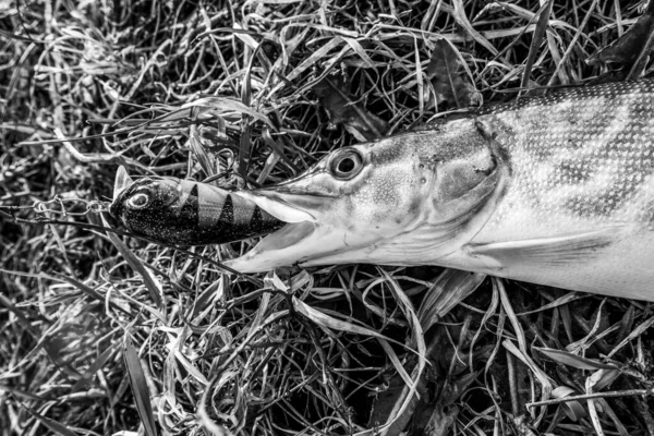 Pike Rybaření Jezeře — Stock fotografie