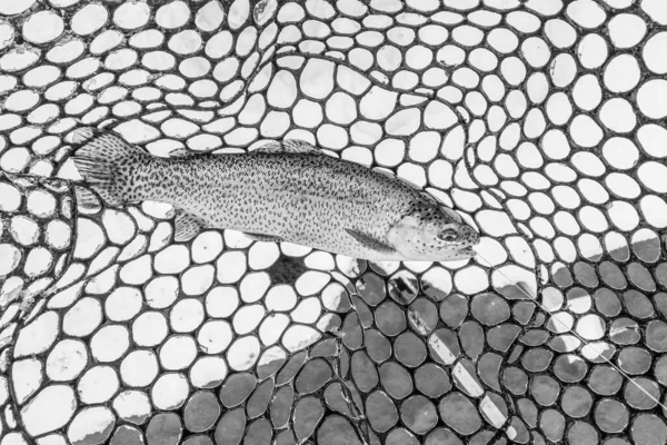 Forellenfischen Dunklen Hintergrund — Stockfoto