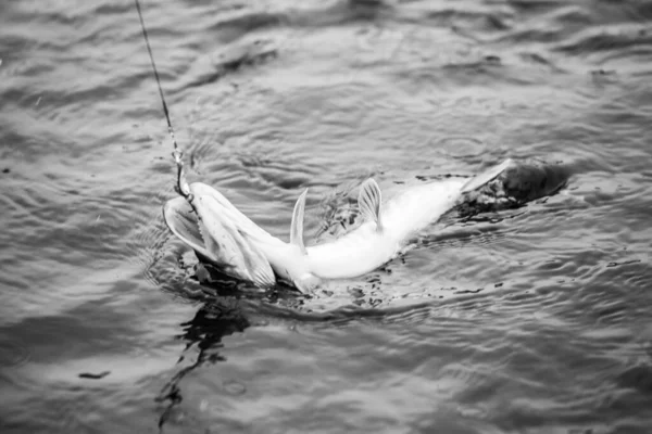 Pesca Lúcio Lago Recreação Pesca — Fotografia de Stock