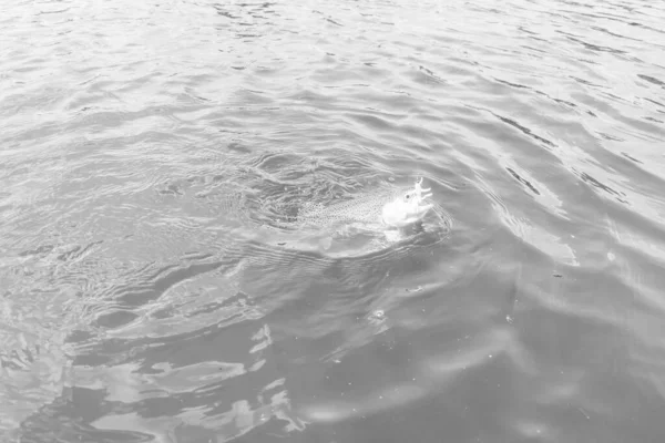 Pêche Truite Dans Lac Pêche Loisirs — Photo