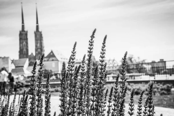 Belle Chiese Breslavia Attrazioni Viaggi Europa — Foto Stock