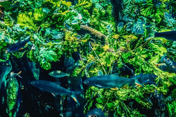 Schöne Unterwasserwelt Der Fische Algen Meer — Stockfoto