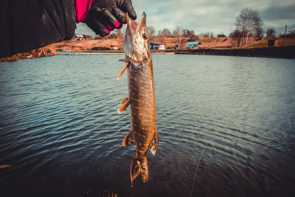 Gäddfiske Sjön Sportfiske Och Friluftsliv — Stockfoto