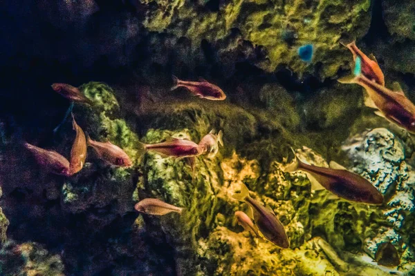 Hermoso Mundo Submarino Peces Algas Marinas — Foto de Stock