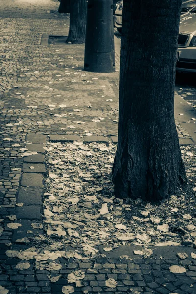 Güz Prag Güzel Sokakları Mimarisi — Stok fotoğraf