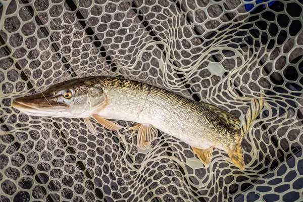 Pesca Riposo Campagna Contesto Sul Tema Della Ricreazione — Foto Stock