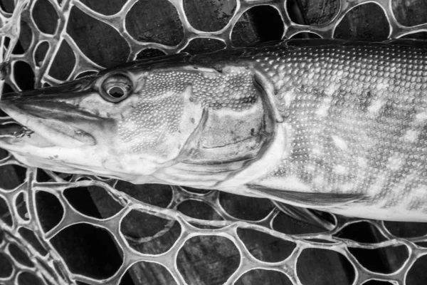 Pesca Esporte Recreação Fundo — Fotografia de Stock