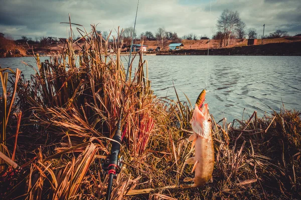 Balık Tutmak Gölde Balık Tutmak — Stok fotoğraf