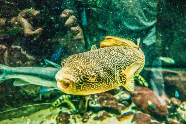 Beau Monde Sous Marin Algues Marines Poissons — Photo