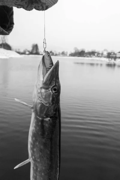 Pesca Del Luccio Sul Lago Attività Ricreative Pesca — Foto Stock